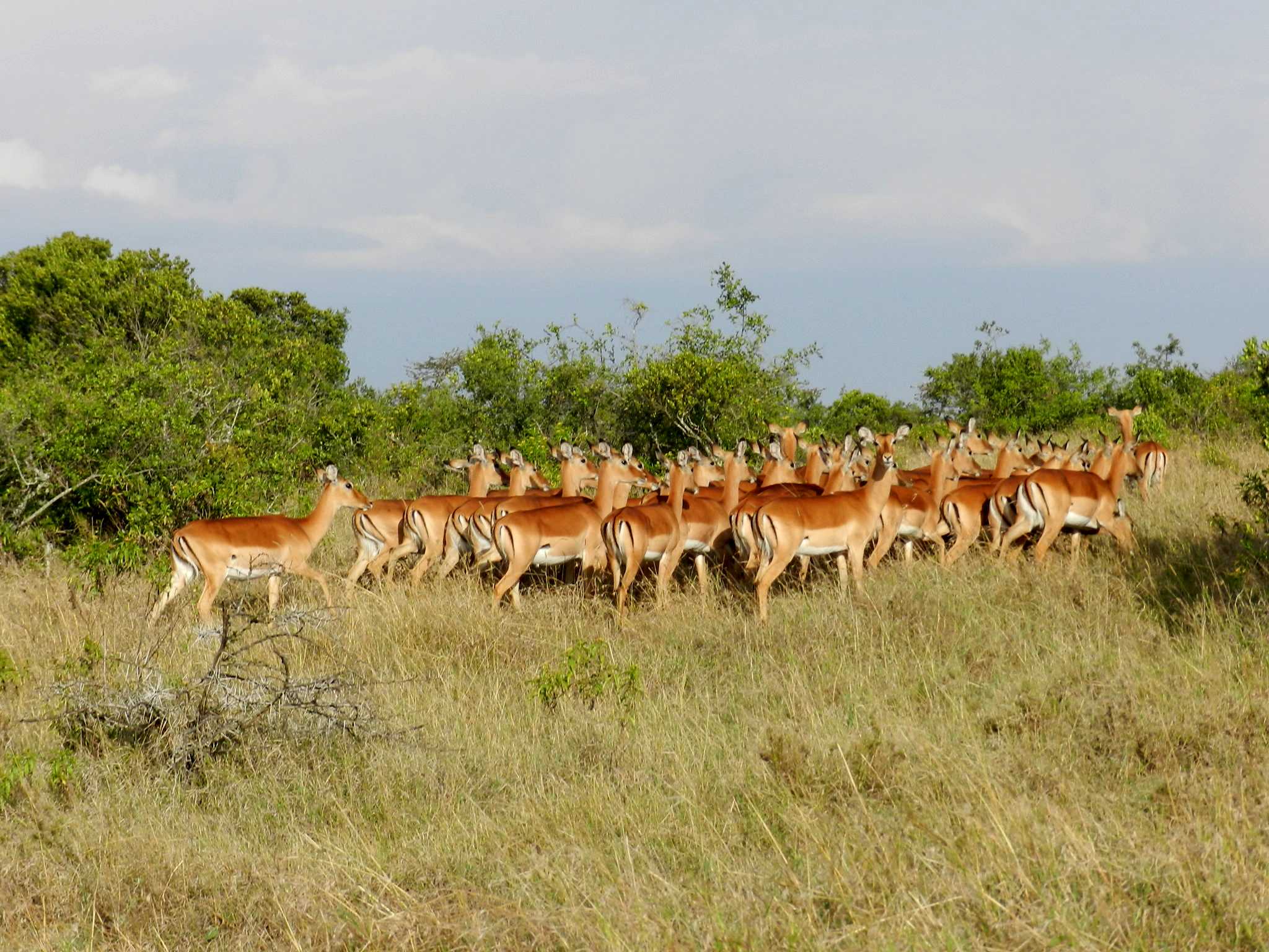 Lion King Safari