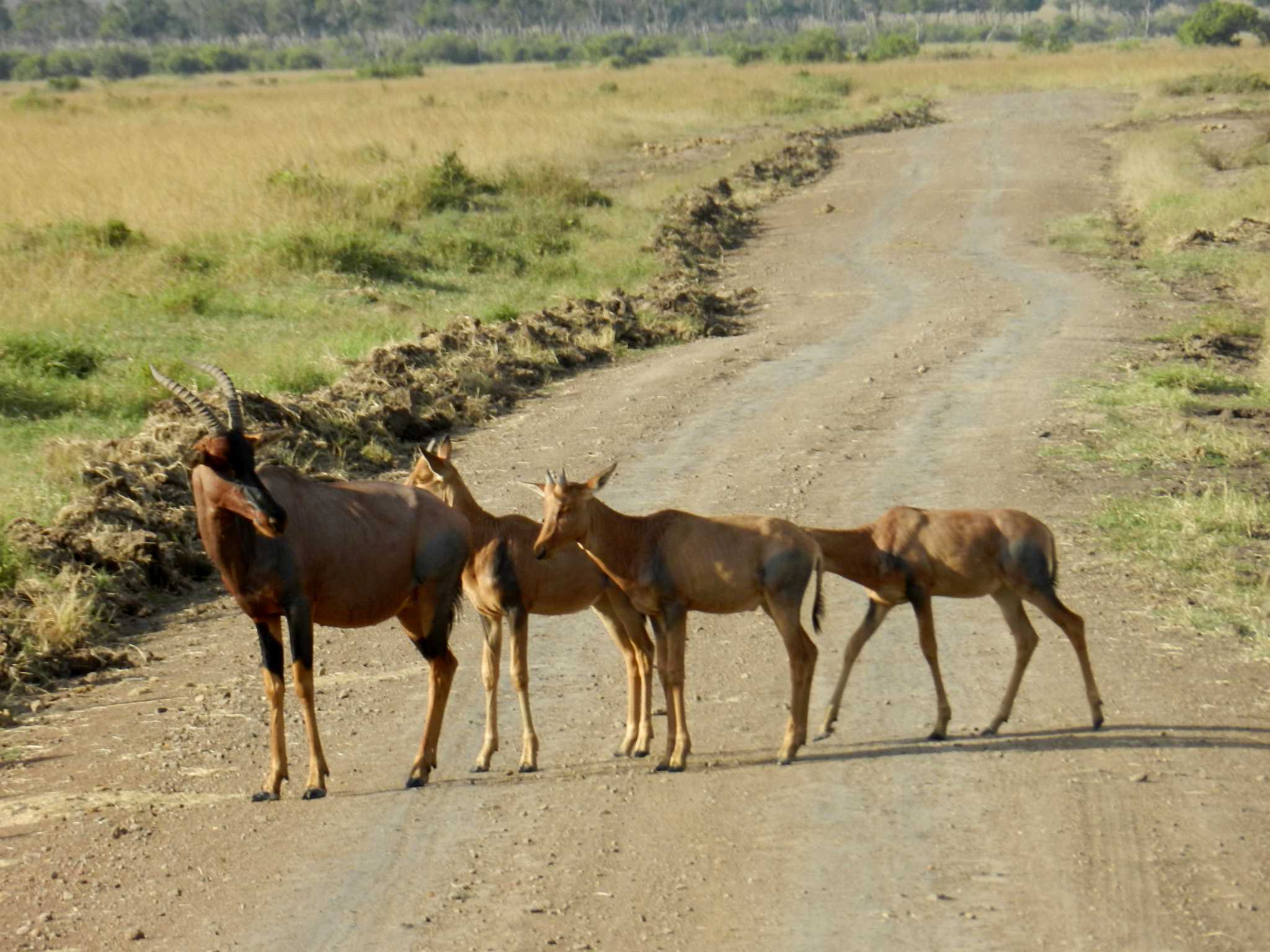 Wings over maasai mara Afio Mai Africa Safaris