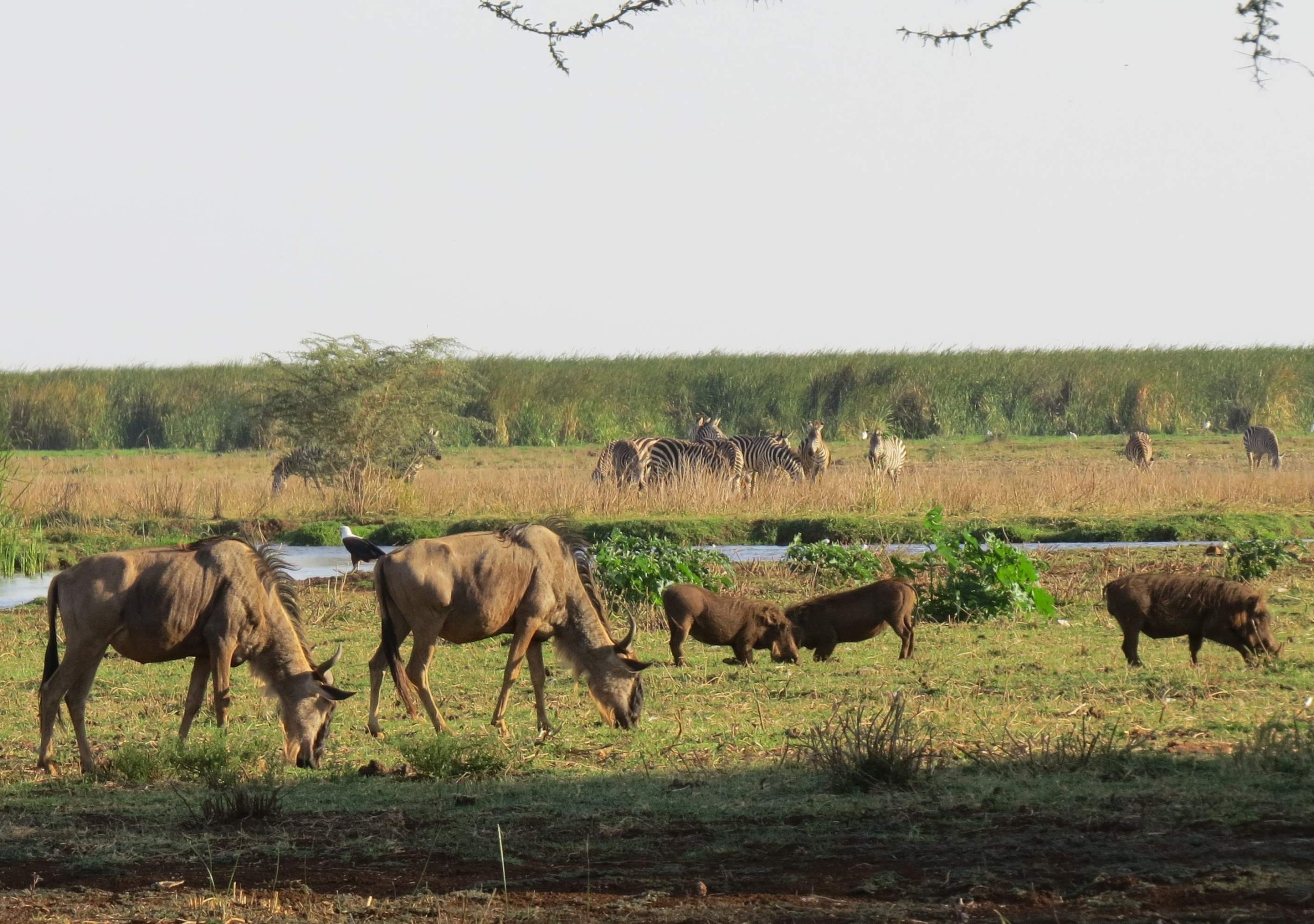 Lion King Safari