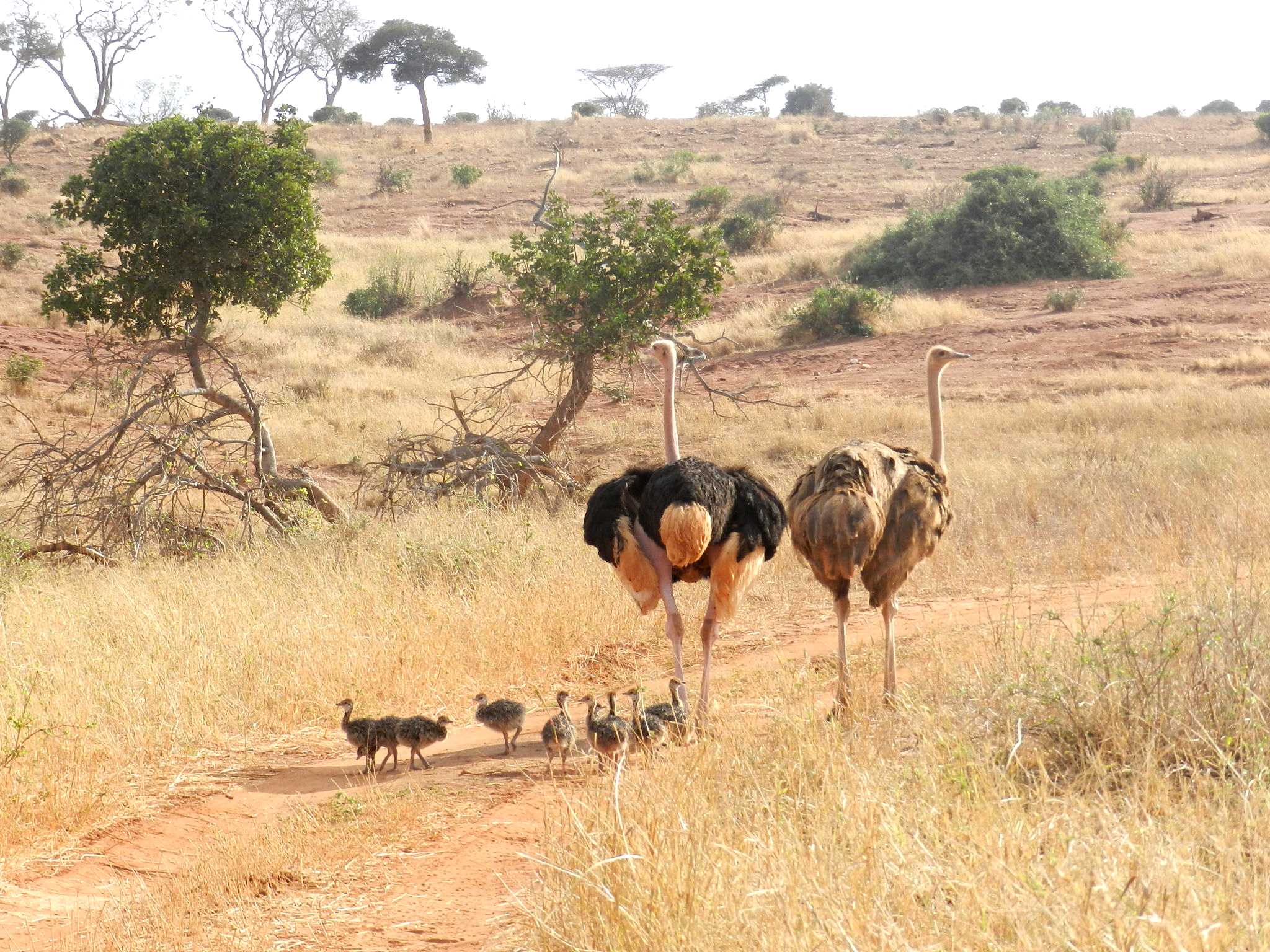 Lion King Safari